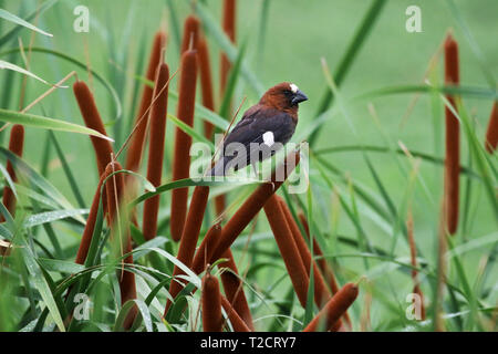 Thick-billed Weaver Amblyospiza albifrons, roseaux, perché sur l'Afrique, Banque D'Images