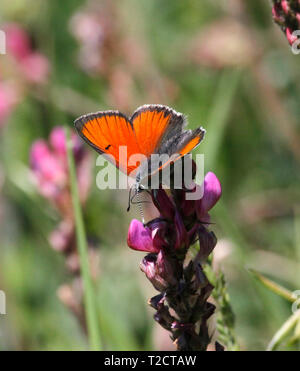 Grand papillon Lycaena dispar, cuivre, en se nourrissant de fleur en prairie, UK Banque D'Images