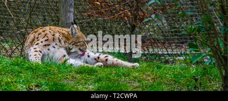 Lynx eurasien pose dans l'herbe et le nettoyage des cheveux en léchant sa fourrure Banque D'Images