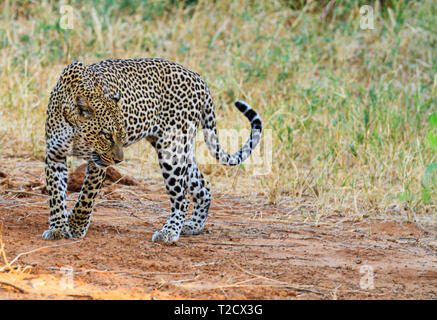 Panthera pardus léopard puissant solitaire big cat walking vue latérale de la tête visage corps copie espace Samburu National Reserve Kenya Afrique de l'Est safari animal Banque D'Images