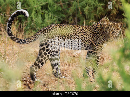 Côté Panthera pardus léopard corps visage yeux retour à la queue longue moustache recroquevillée partiellement caché par l'herbe de la réserve nationale de Samburu, Kenya Afrique Banque D'Images