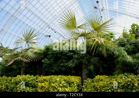 Jardin botanique des palmiers et arbustes Banque D'Images