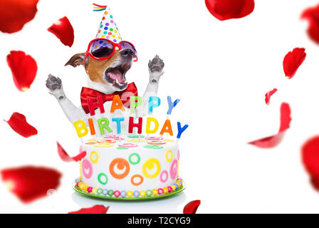 Chien Jack Russell comme une surprise, le chant chanson d'anniversaire comme Karaoké avec micro ,derrière funny cake, portant cravate rouge et party hat , o isolés Banque D'Images