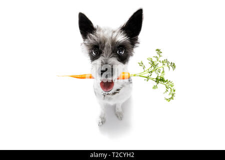 Chien caniche avec des carottes à vegan bouche , isolé sur fond blanc Banque D'Images