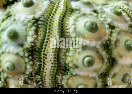 Vue agrandie de l'oursin vert Spoutnik shell. (Longueur  = 2 cm). Structure linéaire est une rainure pieds ambulacraires avec ses deux rangées de paires de pores. C Banque D'Images