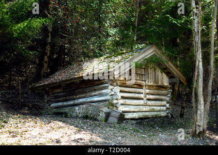 Ancien Hangar dans les bois Banque D'Images