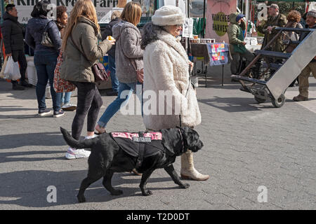 Une femme plus âgée dans les vêtements d'hiver promenades à travers l'Union Square Green Market avec son chien aidant. Banque D'Images