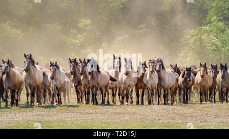 Troupeau de poneys Duelmen, le dernier chevaux sauvages en Allemagne, une race autochtone vit en Merfelder Bruch, Dülmen, Münsterland, Rhénanie du Nord-Westphalie Banque D'Images