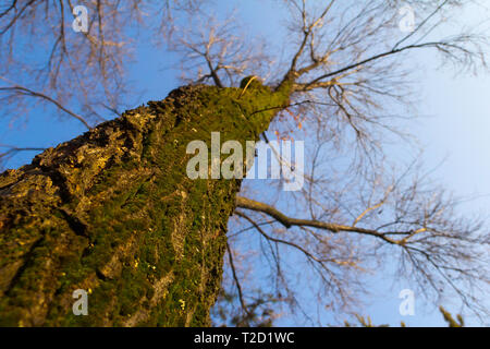 Le tronc de l'arbre est couvert de mousse verte. Un arbre sans feuilles est située contre le ciel bleu. Le printemps ! Banque D'Images
