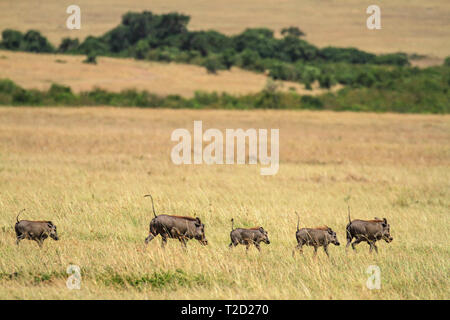 Phacochère, Phacochoerus africanus, famille de cinq cours d'exécution sur les herbages suivez le leader avec des queues. Parc national du lac Nakuru, Kenya, Afrique de l'Est Banque D'Images