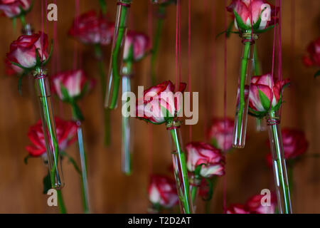 Fleur en tube de verre, vases, décoration florale, printemps. Fleur avec pétales rouges accrocher sur string sur fond orange. Banque D'Images