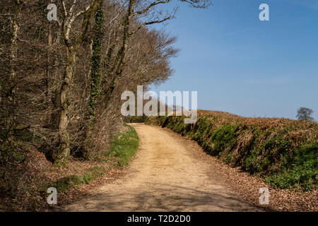 L'est du Devon, comme il ressort de bois au-dessus de la colline de base, Cornwall, Devon. Banque D'Images