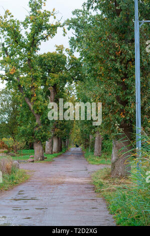 Oak Alley, puissant oaks le long de la route Banque D'Images