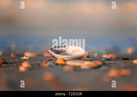 Shell sur une mer ,close up sur un arrière-plan flou Banque D'Images