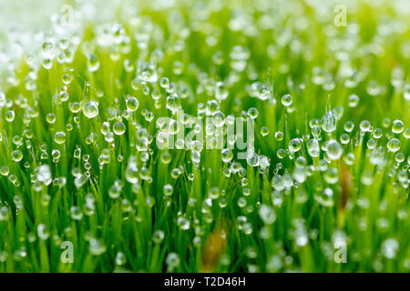 Dewdrops condenser sur mousse en un jour brumeux, avec une faible profondeur de champ. Banque D'Images