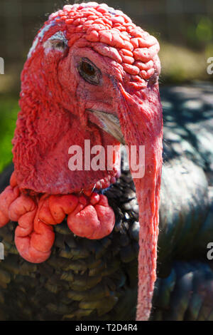 La Turquie tête d'oiseau sur fond d'herbe. Banque D'Images