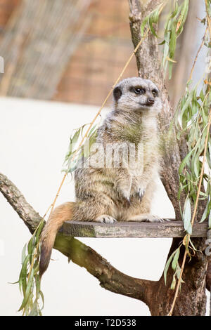 Un meerkat debout sur une plate-forme en bois dans un arbre, sur la vigie Banque D'Images