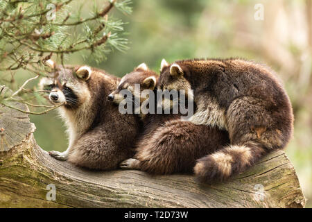 Waschbaeren Banque D'Images