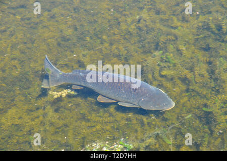 Clarias gariepinus ou poisson-chat africain sharptooth est une espèce de la famille des Clariidae, les poissons-chats aérobie. Photographié en Israël je Banque D'Images