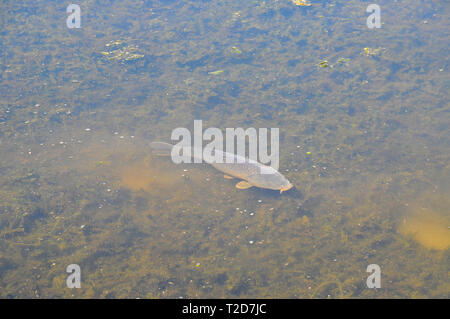 Clarias gariepinus ou poisson-chat africain sharptooth est une espèce de la famille des Clariidae, les poissons-chats aérobie. Photographié en Israël je Banque D'Images