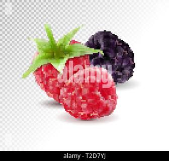 Scénario réaliste. Les mûres avec les framboises set isolé sur fond transparent. Macro, 3d illustration Illustration de Vecteur