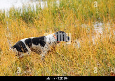 Le chien pointer anglais la chasse sur le marais, à l'aide du GPS tracker- Banque D'Images