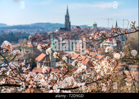 Wunderbarer Frühlingsmorgen à Berne während der Kirschblüte mit Berner Münster und Altstadt Banque D'Images