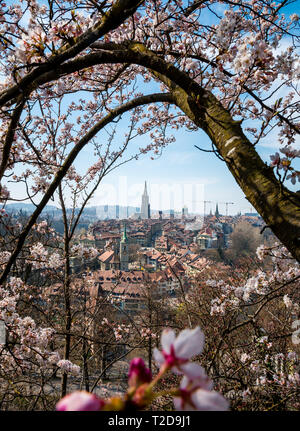 Wunderbarer Frühlingsmorgen à Berne während der Kirschblüte mit Berner Münster und Altstadt Banque D'Images