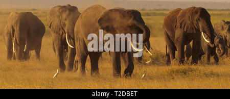 Le grand éléphant de tueur Loxodonta africana vaporise de la poussière sur le corps, a un bain de poussière tout en marchant sur des prairies poussiéreuses. Parc national d'Amboseli, Kenya, Afrique Banque D'Images