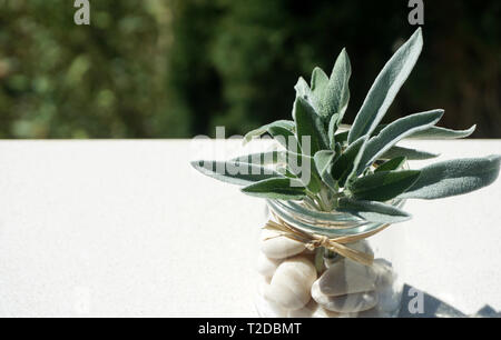 Fond avec des feuilles vertes de la sauge, Salvia officinalis en pot avec cailloux blancs sur la lumière du soleil Banque D'Images