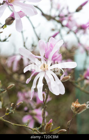 Magnolia x loebneri 'leonard messel' floraison des arbres au printemps. UK Banque D'Images