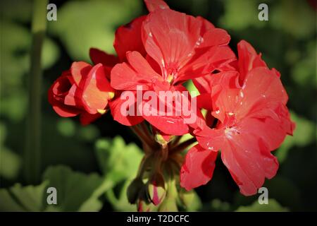 Fleur rouge en plein soleil Banque D'Images