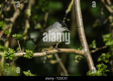 Un homme magnifique, Sylvia atricapilla Blackcap, perché dans un arbre. Banque D'Images