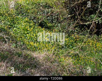 Un lit de moins colorés Celandine (Ficaria verna) dans un parc de logements locaux à Westbury, Wiltshire, Royaume-Uni. Banque D'Images