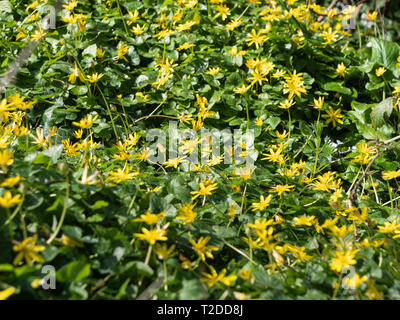 Un lit de moins colorés Celandine (Ficaria verna) dans un parc de logements locaux à Westbury, Wiltshire, Royaume-Uni. Banque D'Images