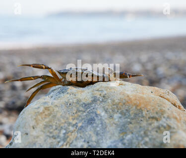 Niveau de l'oeil tourné d'un crabe summiting une plate-forme rocheuse sur St Helen's Beach. De belles couleurs pastel dans cette magnifique scène de bord de mer. Banque D'Images