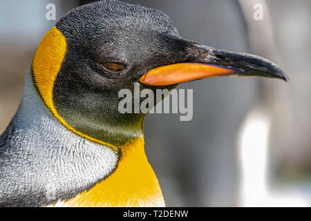 King penguin.Close up, portrait de profil droit, majestueux, coloré de grands oiseaux coureurs.La photographie d'espèces sauvages.Tête d'Animal seulement.arrière-plan flou. Banque D'Images