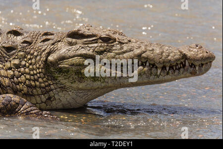 Close up d'un crocodile, spécialement son chef, portant sur un pont couvert avec de l'eau, Kruger National Park, Afrique du Sud Banque D'Images