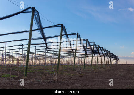 Filet anti-grêle pour apple tree plantation avec pommiers Golden Delicious Banque D'Images