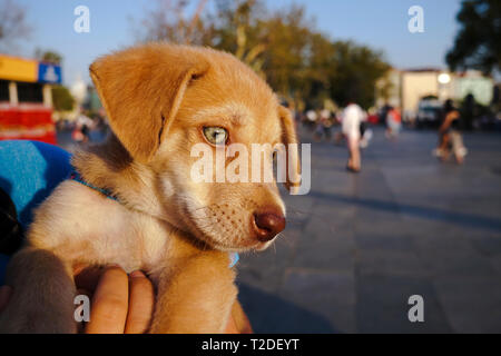 Peu mignon et beau chiot labrador jaune aux yeux verts en main Banque D'Images