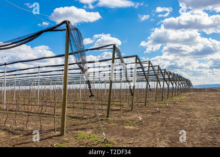 Apple tree plantation avec pomme Golden Delicious arbres au début du printemps, de l'agriculture en Serbie Banque D'Images