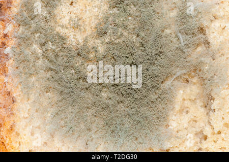 Du pain moisi Banque D'Images