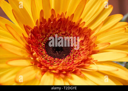 Le brun, d'un disque floral central jaune, orange et rouge Barberton daisy, également connu sous le nom de marguerite, de l'Afrique de l' Ouest daisy et Gerbera jamesonii. Banque D'Images