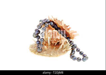Les coquillages avec collier de perles noires, sur fond blanc Banque D'Images