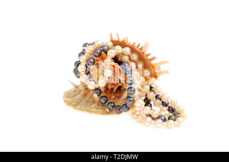 Les coquillages avec collier de perles noir et blanc, sur fond blanc Banque D'Images