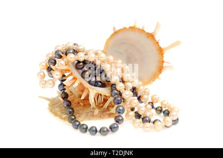 Les coquillages avec collier de perles noir et blanc, sur fond blanc Banque D'Images