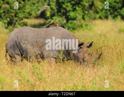 Rhinocéros noir ou à lèvres, (Diceros bicornis) broutant au parc national du lac Nakuru, Kenya, Afrique. Espèces en danger critique d'extinction vues en safari Banque D'Images