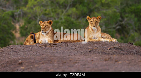 Trois Lions, Panthera leo, étirée jusqu'à la télévision. Ol Pejeta Conservancy Kenya Afrique de l'Est. Avec un appareil radio collier suivi Banque D'Images