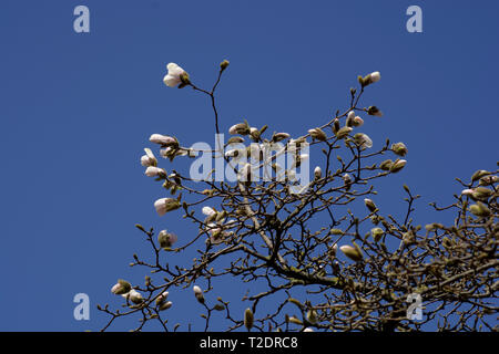 Vue détaillée de jeunes fleurs magnolia au printemps sur fond de ciel bleu azur, les bourgeons en fleur de magnolia rose sur les branches de fleurs au début du printemps en f Banque D'Images