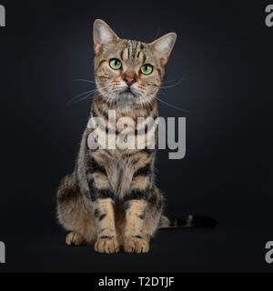 Mignon et excellent American Shorthair brown tabby cat assis face à l'avant. En regard à la caméra avec des yeux jaune vert. Isolé sur fond noir Banque D'Images